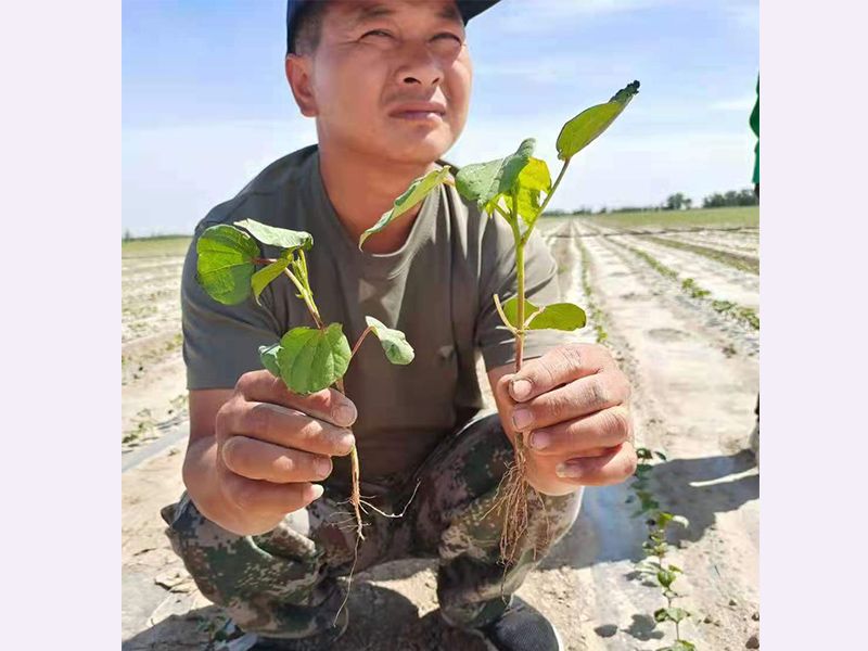 實驗基地